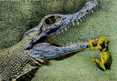 Gator Drawing